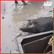 2019沙雕集锦